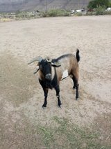 3 Year Old Buck and 8 Month Old Wether in Alamogordo, New Mexico