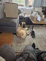 Shepherd Mix in Alamogordo, New Mexico