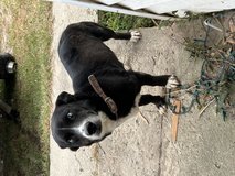 Corgi mix in Fort Polk, Louisiana