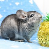 4 Month Old Standard Grey Male Chinchilla Kit (Baby) Up for Adoption -- "Dorian" in Chicago, Illinois