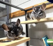 Pair of 2-3 Year Old Standard Grey Male Chinchillas Up for Adoption -- "Smokey" & "Dusty" in Indianapolis, Indiana