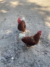 roosters in Fort Polk, Louisiana