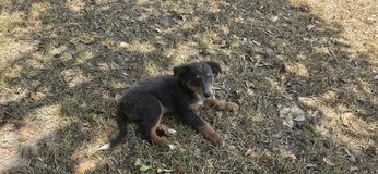 English Shepherd in Leesville, Louisiana