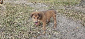 English shepherd in Leesville, Louisiana