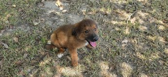 English Shepherd in Leesville, Louisiana