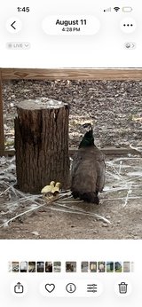 Peacock peachicks in Rolla, Missouri