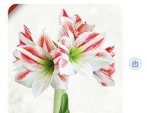 Amaryllis bulbs in Warner Robins, Georgia
