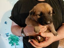 Shepsky puppies in Hinesville, Georgia