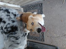 Corgi/pitbull in Fort Leonard Wood, Missouri