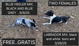 free two females in Leesville, Louisiana