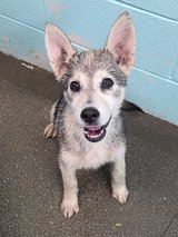 Did You Say Husky Pups in Vacaville, California