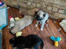 Shepsky puppies in Hinesville, Georgia