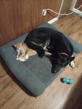 German Shepherd in Fort Polk, Louisiana