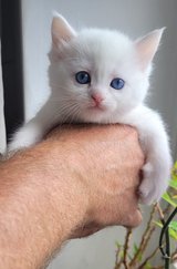 British Shorthair Kittens ready to find a new home in Ramstein, Germany