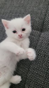 British Shorthair Kittens ready to find a new home in Ramstein, Germany