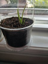 Baby Alovera Plants in Alamogordo, New Mexico