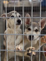 Did You Say Husky Pups in Vacaville, California
