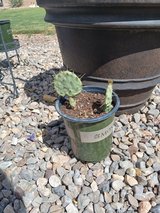 Baby Prickly Pear Cactus in Alamogordo, New Mexico
