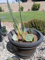 Prickly Pear Cactus in Alamogordo, New Mexico
