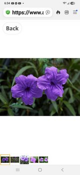Mexican Petunia Plants in Alamogordo, New Mexico
