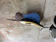 Wall Mount 3D Sailfish in Okinawa, Japan