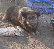 Kunekune boar in Fort Polk, Louisiana