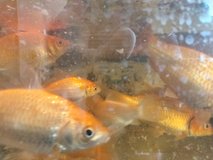 GoldFish in Naperville, Illinois