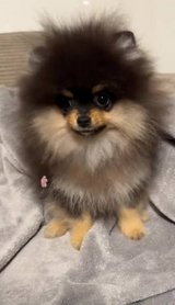Beautiful 13-month-old female Pomeranian is looking for a new home. in Ramstein, Germany