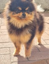 Beautiful 13-month-old female Pomeranian is looking for a new home in Ramstein, Germany
