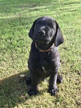 One Gorgeous KC Registered Puppy in Brookfield, Wisconsin