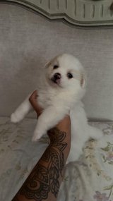 Pomeranian ready to go in Brookfield, Wisconsin
