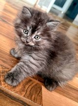 Siberian Forest kittens in Ramstein, Germany