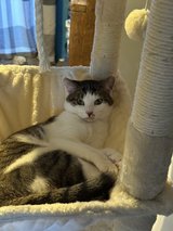 year old boy needs rehousing in Lakenheath, UK