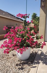 2 Established Bougainvillea Plants 4'-5' In Large Ceramic Pots in Alamogordo, New Mexico