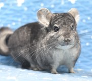 2-3 Year Old Standard Grey Female Chinchilla Up for Adoption -- "Misty" in Chicago, Illinois