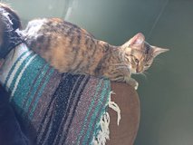 Calico cat in Rolla, Missouri