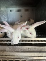 bunnies in Fort Polk, Louisiana