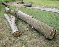 FREE Firewood Logs from 2 Pecan Tree Branches - Take as much or little as you want in Warner Robins, Georgia
