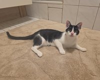 cat 6 months old in Grafenwoehr, GE