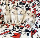 Stunning Ragdoll kittens available in Okinawa, Japan