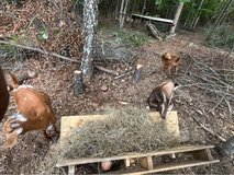 intact Male Goat in Fort Polk, Louisiana