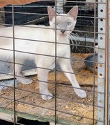 Siamese female in Fort Bliss, Texas