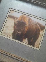 Buffalo pic wall decor in Alamogordo, New Mexico