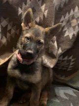 Adoption in Alamogordo, New Mexico