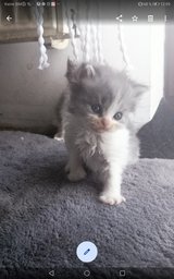 AMAZON BRITISH LONGHAIR Kitten! RESERVATION POSSIBLE! in Ramstein, Germany