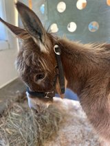 Donkey for Sale in Watertown, New York
