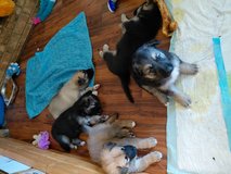 Shepsky puppies in Hinesville, Georgia
