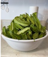 Fresh-picked Winged-Beans in Okinawa, Japan