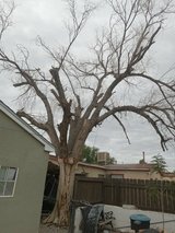 Need someone to cut big dead elm in Alamogordo, New Mexico