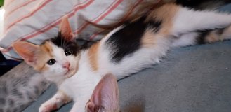 Female Calico 9 weeks old in Yucca Valley, California